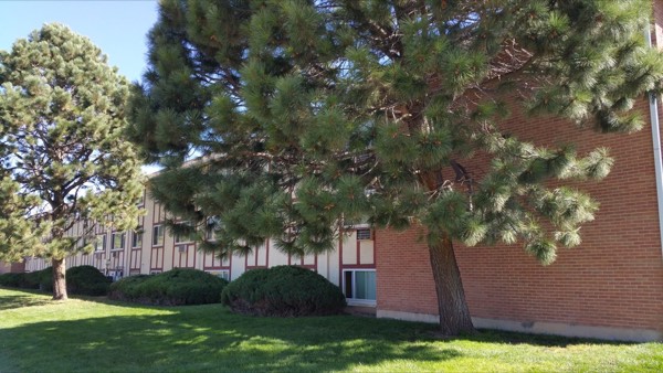 Green lawn and mature pine trees alongside the apartment building